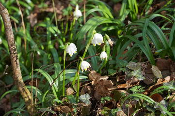 Maiglöckchenportrait