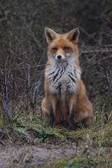 red fox vulpes vulpes