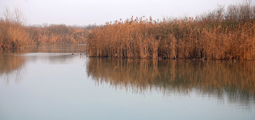 reed bed in the natural aquatic park of the river MINCIO in Ital