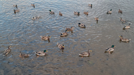 Ducks and drakes swim in the river, duck swims on a pond, animal, beak, beautiful, beauty, bird, birds, blue, duck, duck swims, ducks, feather, fowl, green, lake, male, mallard, natural, nature