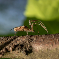 Tetragnatha spider belonging to the family Tetragnathidae.