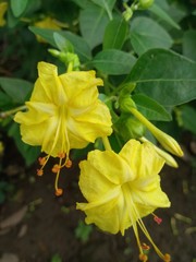 yellow flowers