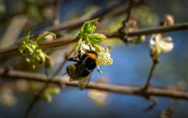 Close-up of garden bumblebee (Bombus hortorum) collecting nectar from blooming white flower winter honeysuckle Lonicera fragrantissima (standishii). January jasmine on natural bokeh background