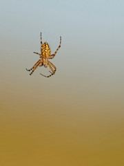 Aculepeira ceropegia, the oak spider.  Oak spider (Aculepeira ceropegia) on blurred background.