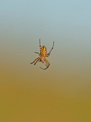 Aculepeira ceropegia, the oak spider.  Oak spider (Aculepeira ceropegia) on blurred background.