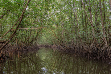 The art of nature, Tha Ra Nae Mangrove Forest, Trat Province, Thailand