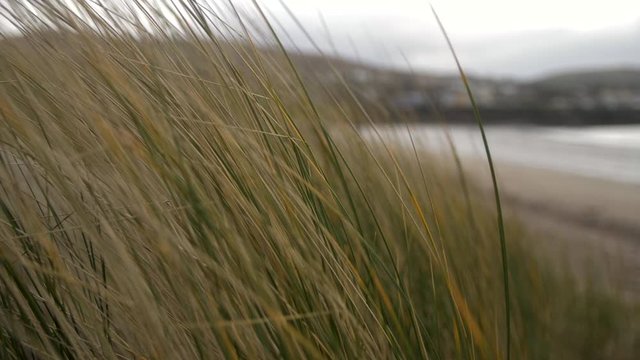 Green and yellow grass moves in wind, sandy beach and ocean in background, slow motion shot, cloudy cold day in Ireland. Shallow depth of field.