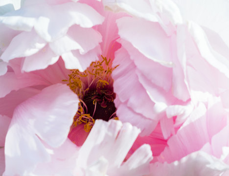 Delicate pink flower, garden peony closeup. Light airy, delicate artistic image, free space. Selective focus