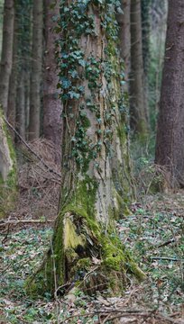 Alter Baum mit Efeu im Fr&uuml;hlingswald
