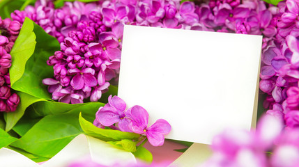 beautiful dark purple fresh lilac on the pink background, purple background, place for text, top view