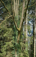 Fototapeta premium Baum mit Efeu im Licht