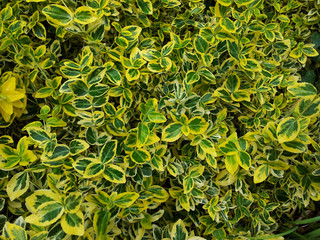 Euonymus fortunei 'Emerald 'N' Gold'