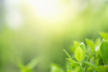 Beautiful nature view of green leaf on blurred greenery background in garden and sunlight with copy space using as background natural green plants landscape, ecology, fresh wallpaper concept.