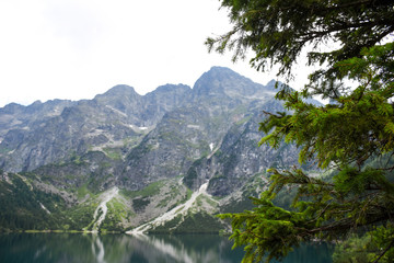 Fir or spruce tree with blurred high mountain range reflected in the lake in the background; with copyspace for text
