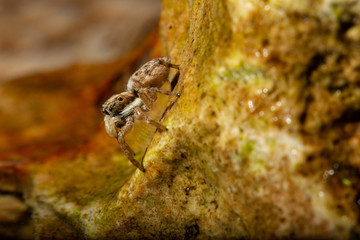jumping spider