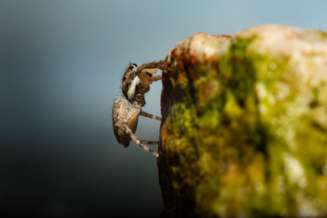 jumping spider