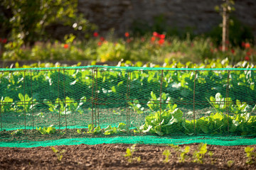 Filet de protection sur les salades du jardin potager.