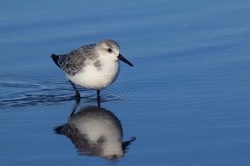 sanderling on the beach