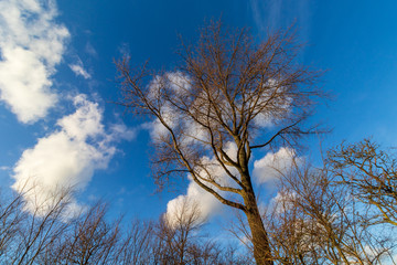 Tree silhouette against blue sky with clouds