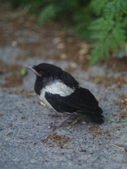 Magpie nestling