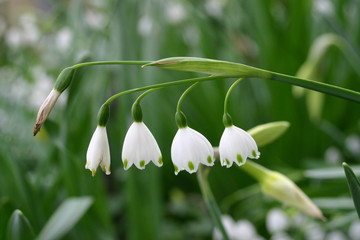 snowdrops in snow