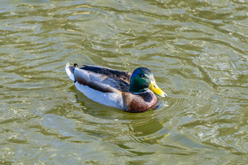 Birds and animals in wildlife concept. Amazing mallard duck swims in lake or river