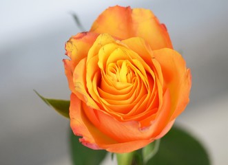 Close up of a beautiful orange rose, macro
