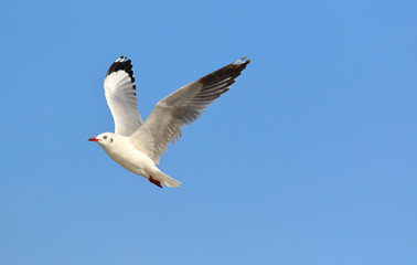 Fototapeta na wymiar Beautiful seagull flying in the sky, Freedom concept