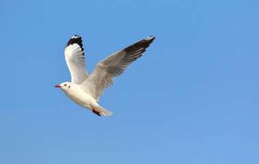 Beautiful seagull flying in the sky, Freedom concept
