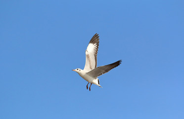 Beautiful seagull flying in the sky, Freedom concept