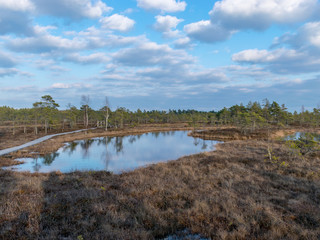 Still water with trees in the swamp land of Kemeri National Park in Latvia