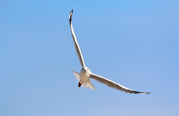 Beautiful seagull flying in the sky, Freedom concept