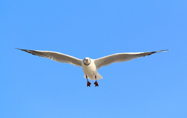 Fototapeta premium Beautiful seagull flying in the sky, Freedom concept