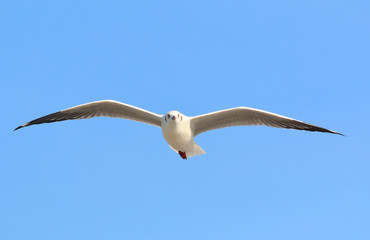 Beautiful seagull flying in the sky, Freedom concept
