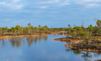 Still water with trees in the swamp land of Kemeri National Park in Latvia