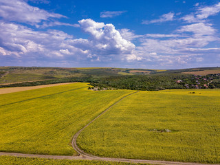 Fototapeta na wymiar Aerial Flying over Blooming yellow sunflowers field with blue cloudless sky. Sunflowers field under blue sky with white fluffy clouds. Wonderful drone photo for ecological concept