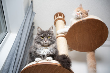 low angle view of two fluffy maine coon longhair cats resting on scratching post looking down at...