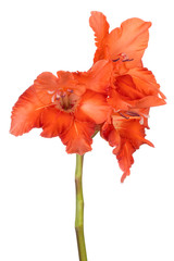 gladiolus flower isolated