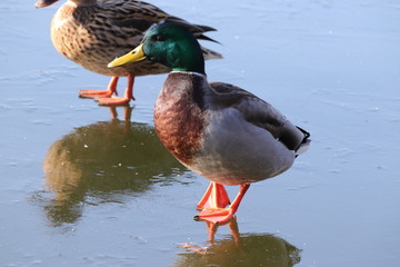 Ente auf dem Eis
