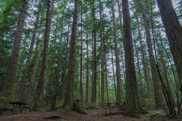 Low angle landscape of trees in the forest at Washington Park in Anacortes, Washington