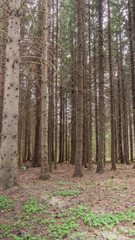 Forest in early spring in the central part of Sweden.