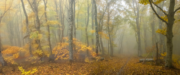 mountain forest in a blue mist, wet autumn outdoor scene