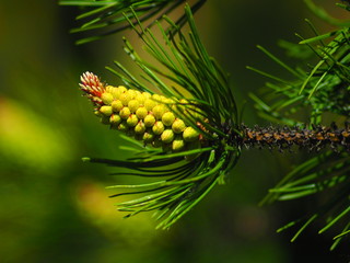 Pinecone