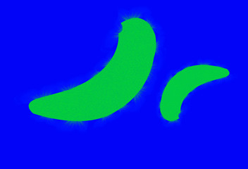 Coronavirus virus, illustration recreation