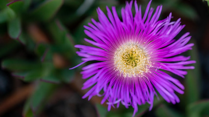Violet flower in nature, green