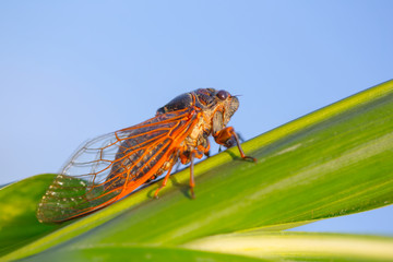 closeup huge cicada sit on a green leaf, outdoor background