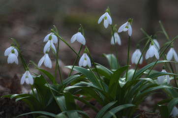 Pierwsze, wiosenne kwiatki