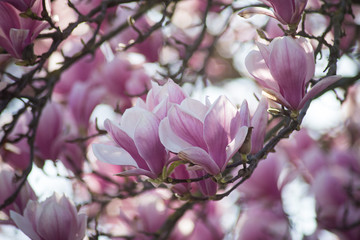 Closeup of magnolia blossom at spring in a public garden