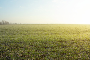 Fototapeta na wymiar green rural field at the early morning, sunrise agricultural background