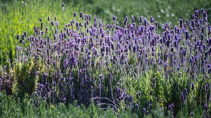 lavender field in garden with green background